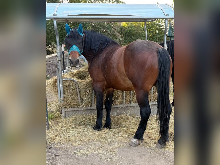 Polacco da Tiro Giumenta 4 Anni 160 cm Baio in Nebra