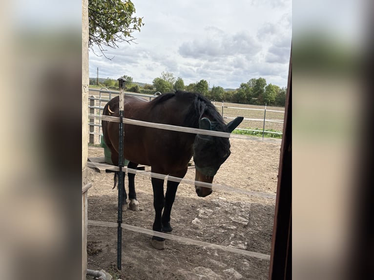 Polacco da Tiro Giumenta 4 Anni 160 cm Baio in Nebra