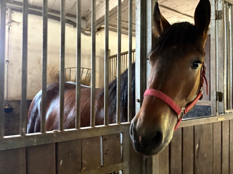Polacco da Tiro Giumenta 4 Anni 160 cm Baio in Nebra