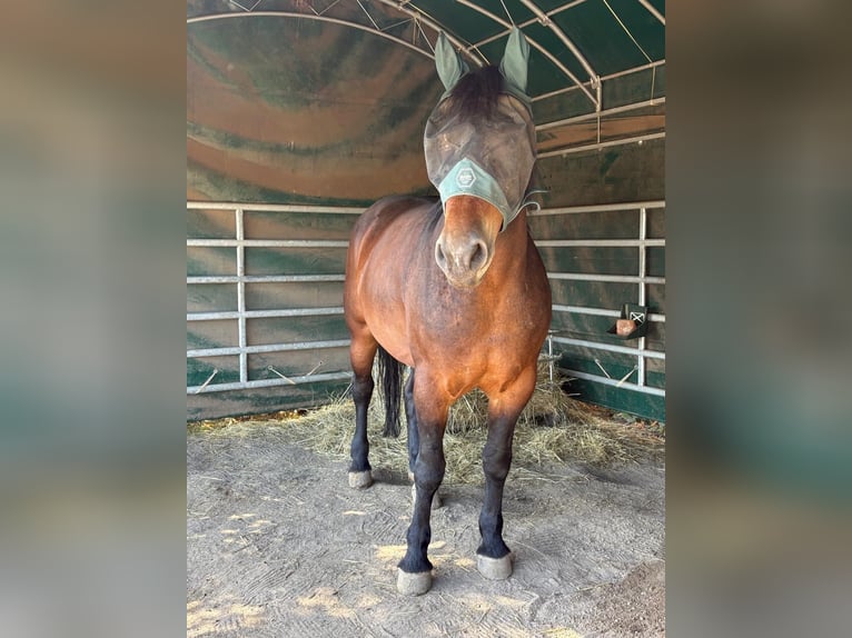 Polacco da Tiro Giumenta 4 Anni 160 cm Baio in Nebra