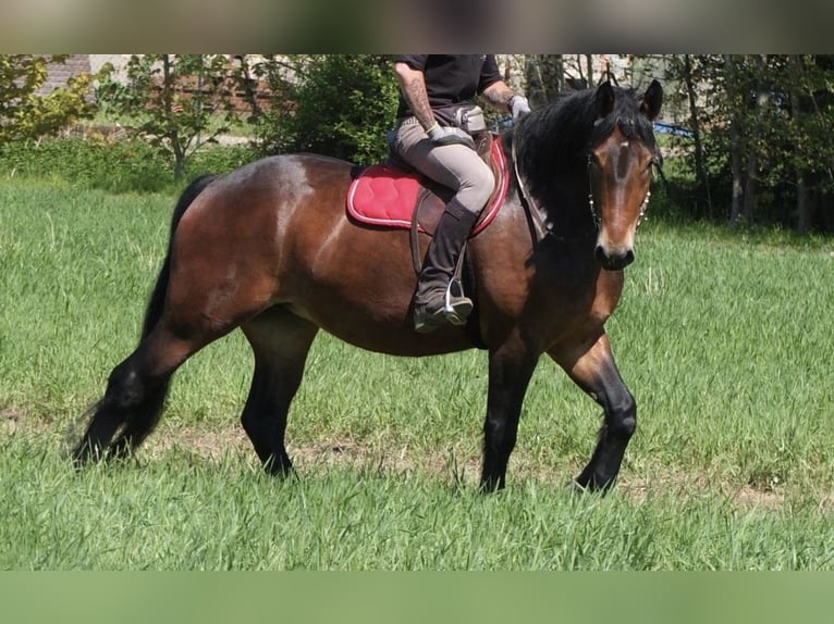 Polacco da Tiro Giumenta 4 Anni 160 cm Baio in Nebra