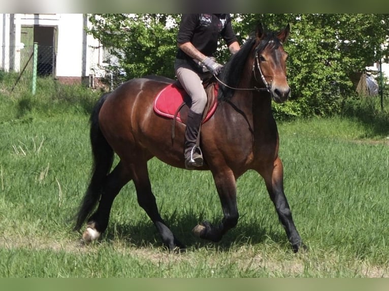 Polacco da Tiro Giumenta 4 Anni 160 cm Baio in Nebra