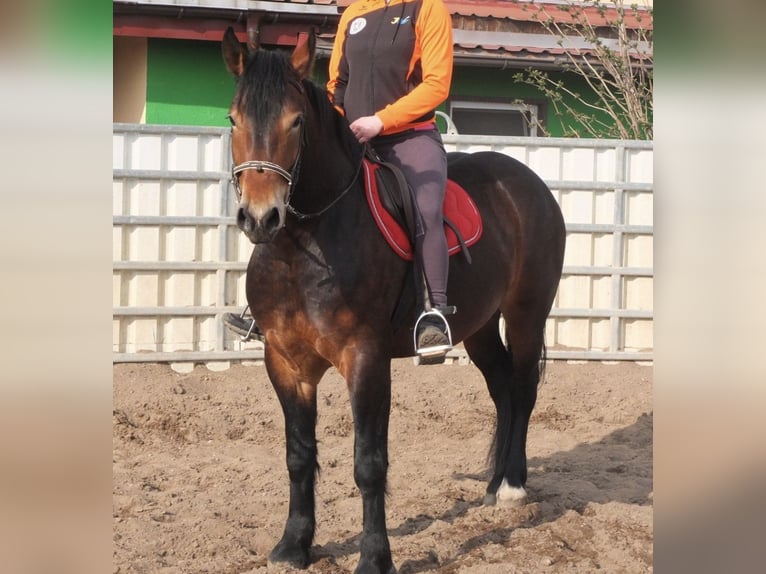 Polacco da Tiro Giumenta 4 Anni 160 cm Baio in Nebra