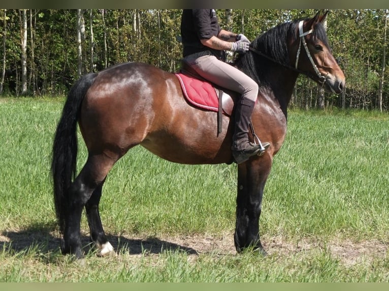 Polacco da Tiro Giumenta 4 Anni 160 cm Baio in Nebra