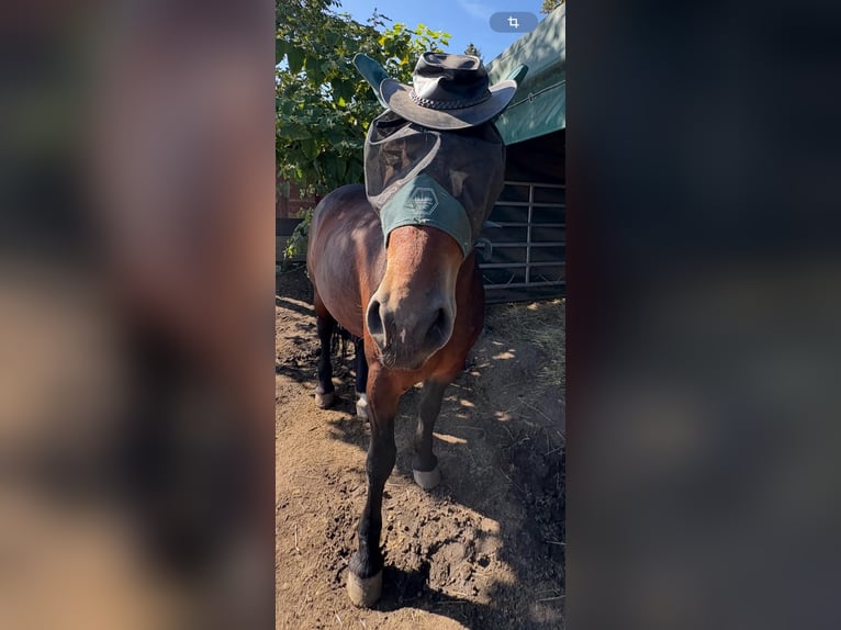 Polacco da Tiro Giumenta 4 Anni 160 cm Baio in Nebra
