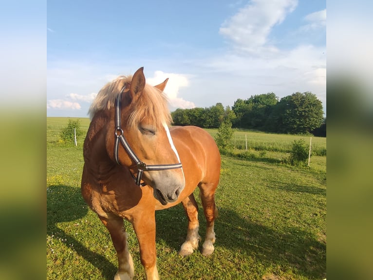 Polacco da Tiro Giumenta 4 Anni 162 cm Falbo in Boxberg