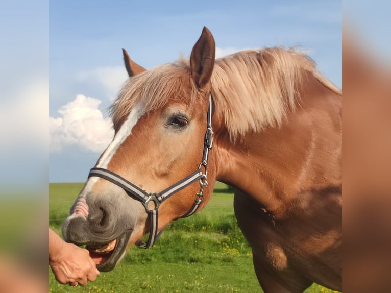 Polacco da Tiro Giumenta 4 Anni 162 cm Falbo in Boxberg