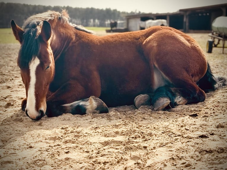 Polacco da Tiro Giumenta 4 Anni 163 cm Baio scuro in Wolfsburg