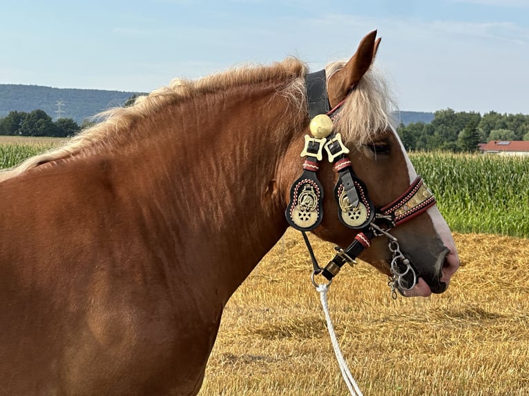 Polacco da Tiro Giumenta 4 Anni 164 cm Sauro in Riedlingen