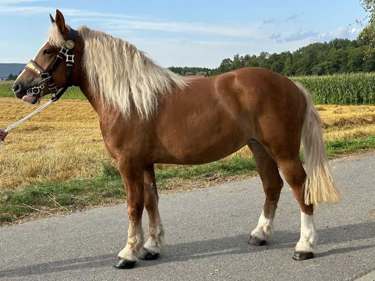 Polacco da Tiro Giumenta 4 Anni 164 cm Sauro in Riedlingen