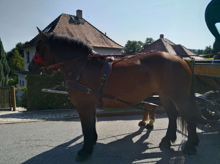 Polacco da Tiro Giumenta 4 Anni 166 cm Baio scuro in Kamenz