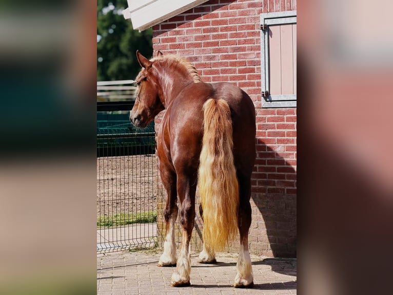 Polacco da Tiro Giumenta 4 Anni 166 cm  in Weert