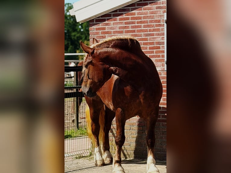 Polacco da Tiro Giumenta 4 Anni 166 cm  in Weert