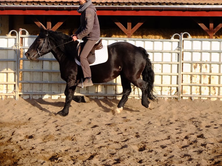 Polacco da Tiro Giumenta 5 Anni 152 cm Morello in Buttstädt