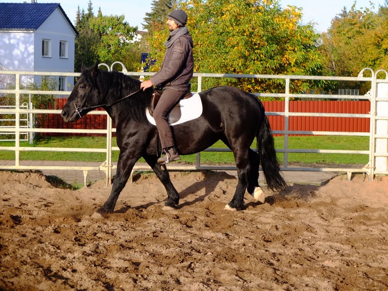 Polacco da Tiro Giumenta 5 Anni 152 cm Morello in Buttstädt