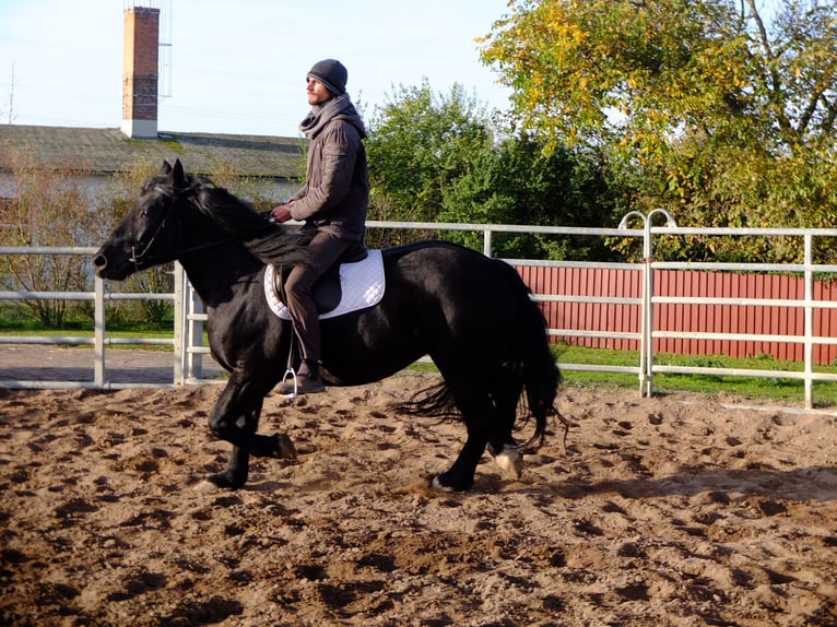 Polacco da Tiro Giumenta 5 Anni 152 cm Morello in Buttstädt