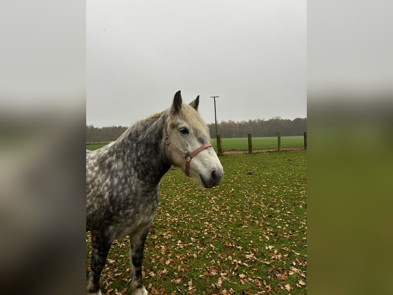 Polacco da Tiro Giumenta 5 Anni 155 cm Grigio in Woltersdorf