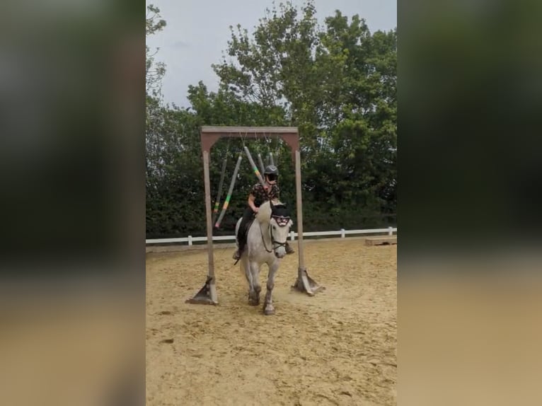 Polacco da Tiro Giumenta 5 Anni 158 cm Grigio in Geldern
