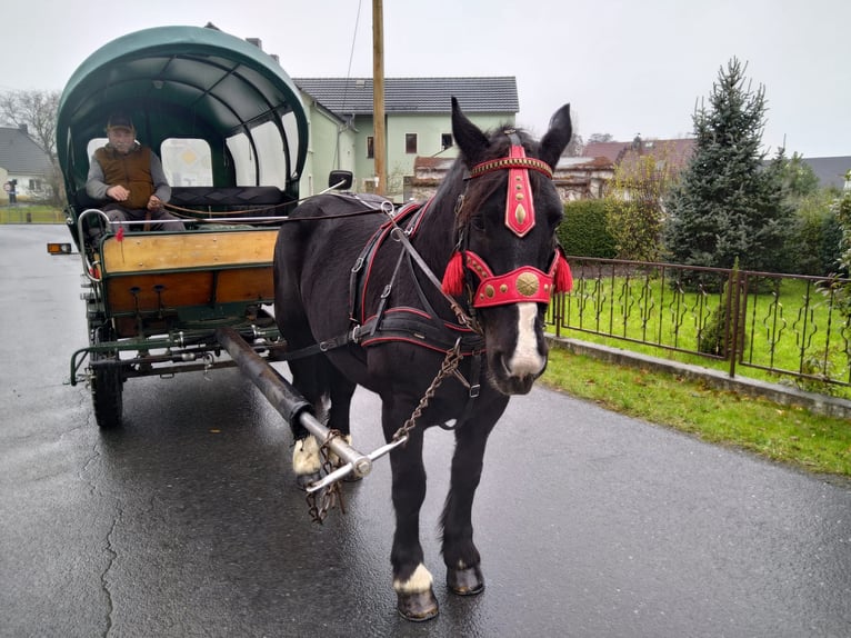 Polacco da Tiro Giumenta 5 Anni 160 cm Morello in Kamenz