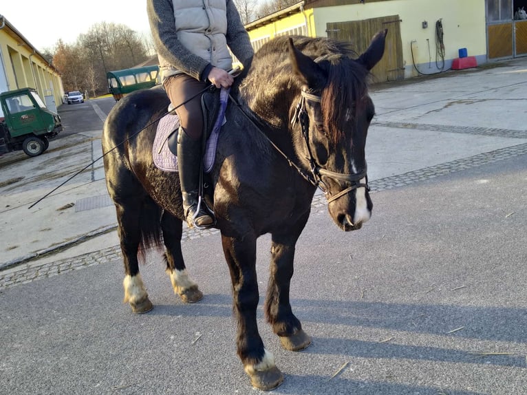 Polacco da Tiro Giumenta 5 Anni 160 cm Morello in Kamenz