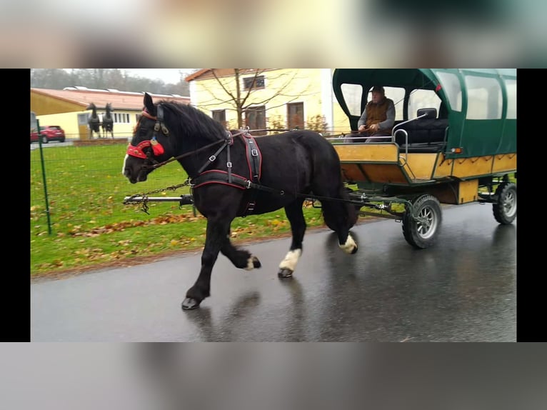 Polacco da Tiro Giumenta 5 Anni 160 cm Morello in Kamenz