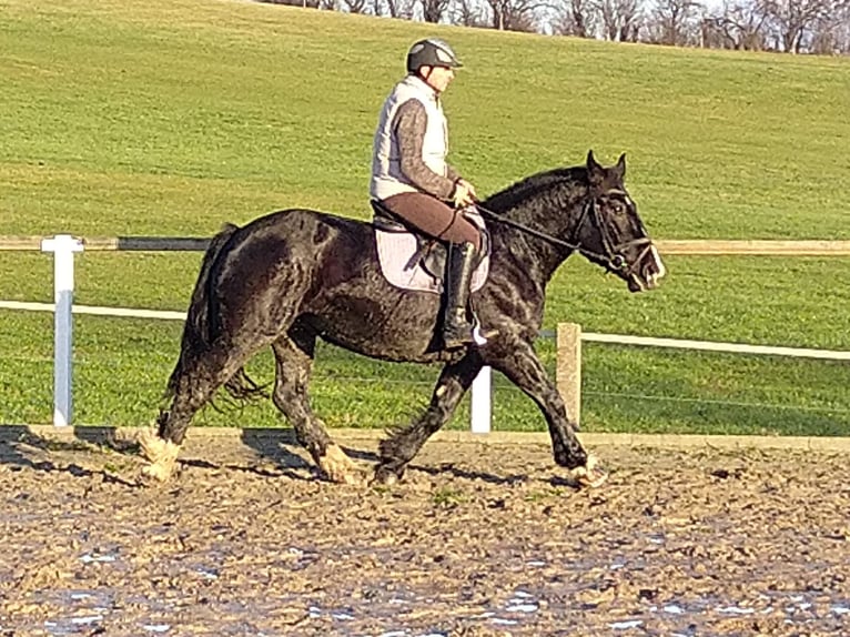 Polacco da Tiro Giumenta 5 Anni 160 cm Morello in Kamenz