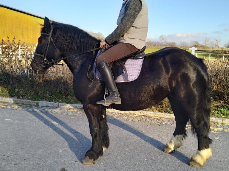 Polacco da Tiro Giumenta 5 Anni 160 cm Morello in Kamenz