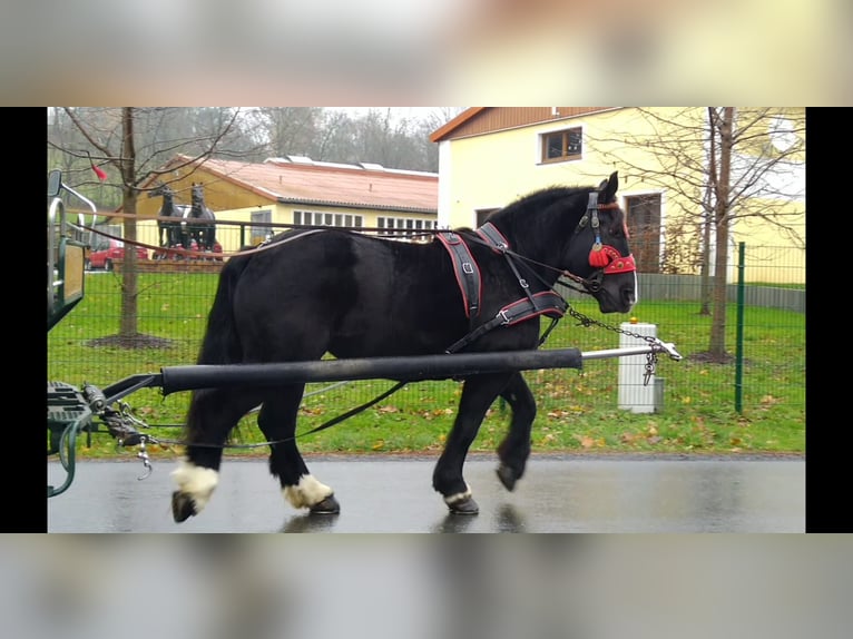 Polacco da Tiro Giumenta 5 Anni 160 cm Morello in Kamenz