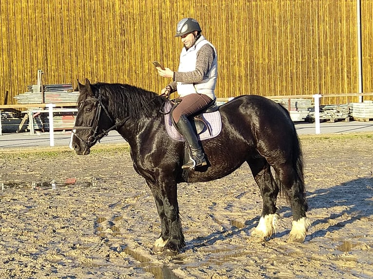 Polacco da Tiro Giumenta 5 Anni 160 cm Morello in Kamenz