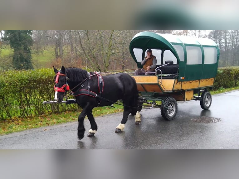 Polacco da Tiro Giumenta 5 Anni 160 cm Morello in Kamenz