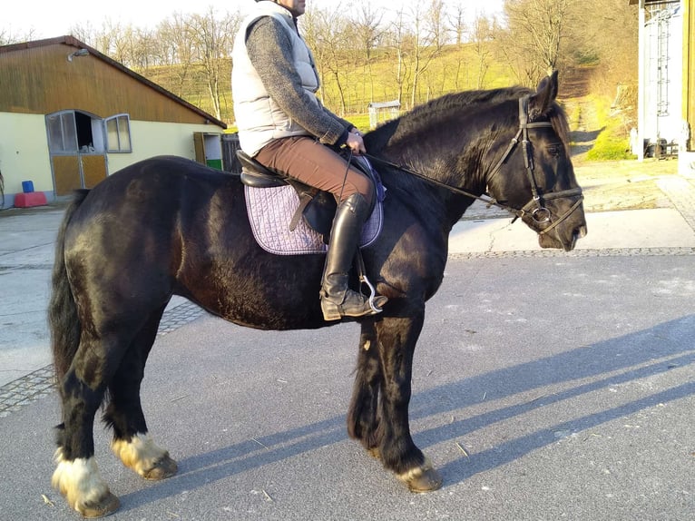 Polacco da Tiro Giumenta 5 Anni 160 cm Morello in Kamenz