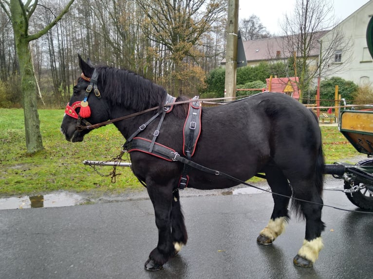 Polacco da Tiro Giumenta 5 Anni 160 cm Morello in Kamenz