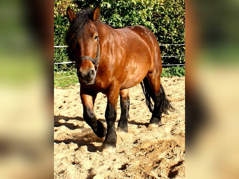 Polacco da Tiro Giumenta 5 Anni 162 cm Baio in Velpke