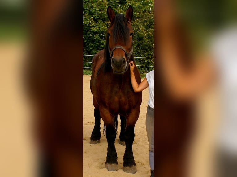 Polacco da Tiro Giumenta 5 Anni 162 cm Baio in Velpke