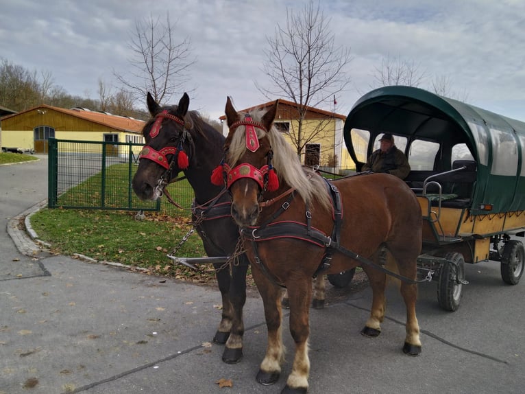 Polacco da Tiro Giumenta 5 Anni 162 cm Sauro in Kamenz