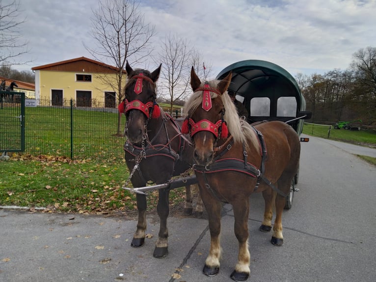 Polacco da Tiro Giumenta 5 Anni 162 cm Sauro in Kamenz