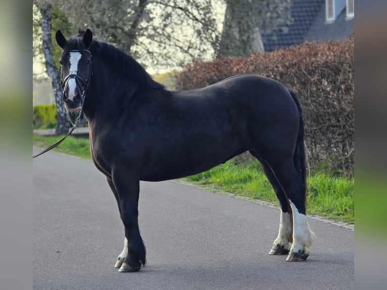 Polacco da Tiro Giumenta 5 Anni 163 cm Morello in Someren