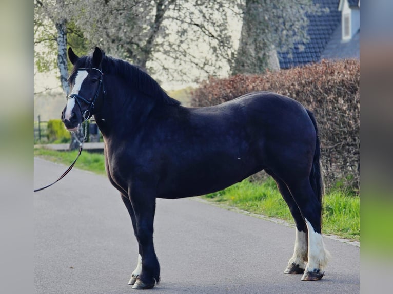 Polacco da Tiro Giumenta 5 Anni 163 cm Morello in Someren