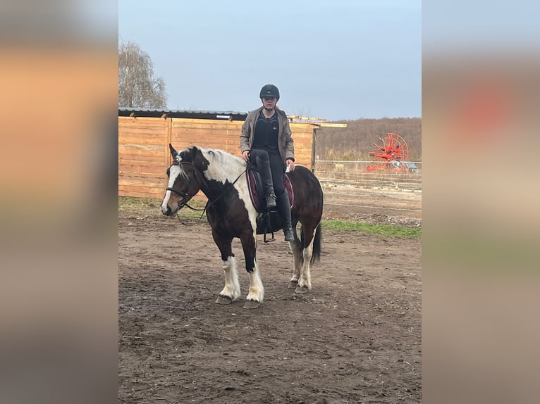 Polacco da Tiro Mix Giumenta 6 Anni 153 cm Pezzato in Galenberg