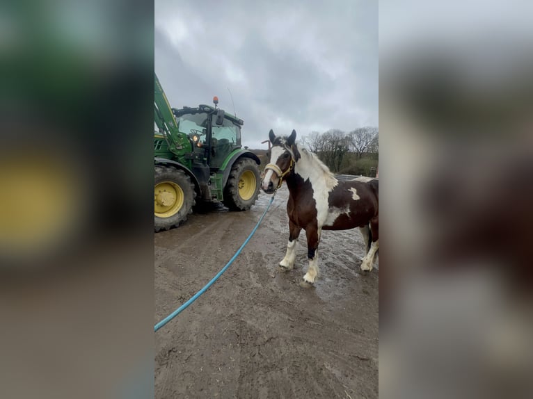 Polacco da Tiro Mix Giumenta 6 Anni 153 cm Pezzato in Galenberg