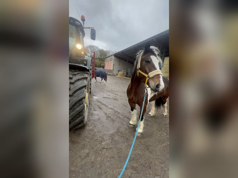Polacco da Tiro Mix Giumenta 6 Anni 153 cm Pezzato in Galenberg