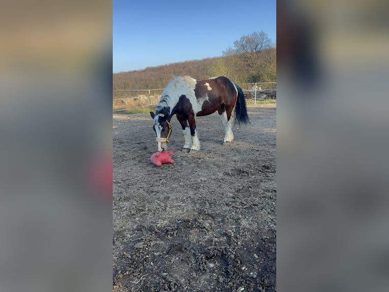 Polacco da Tiro Mix Giumenta 6 Anni 153 cm Pezzato in Galenberg