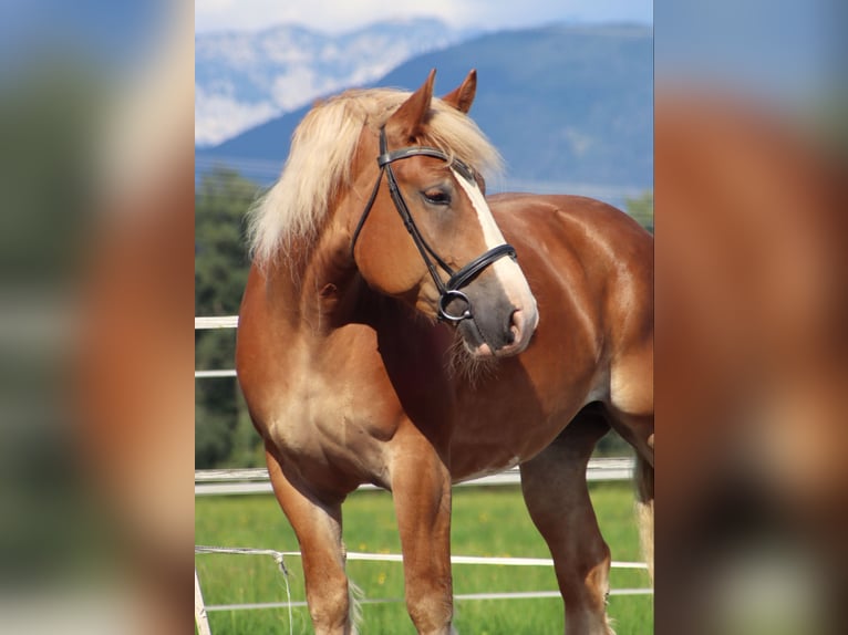 Polacco da Tiro Giumenta 6 Anni 156 cm Sauro in Kirchbichl