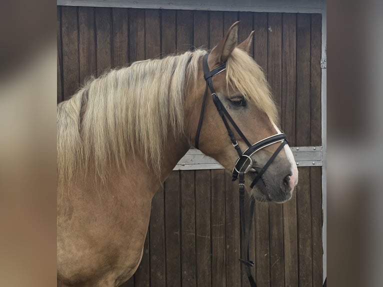 Polacco da Tiro Giumenta 6 Anni 156 cm Sauro in Mülheim an der Ruhr