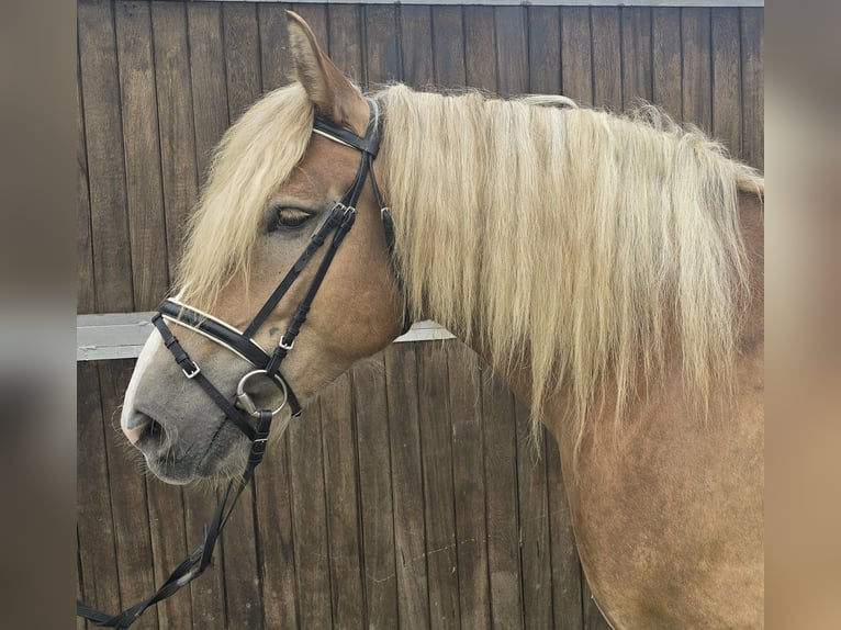 Polacco da Tiro Giumenta 6 Anni 156 cm Sauro in Mülheim an der Ruhr