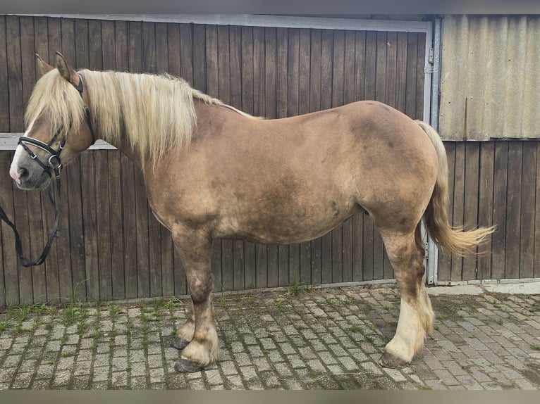 Polacco da Tiro Giumenta 6 Anni 156 cm Sauro in Mülheim an der Ruhr