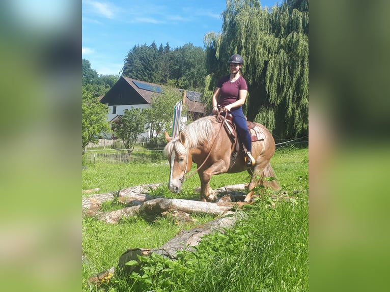 Polacco da Tiro Giumenta 6 Anni 157 cm Sauro in Bayerbach