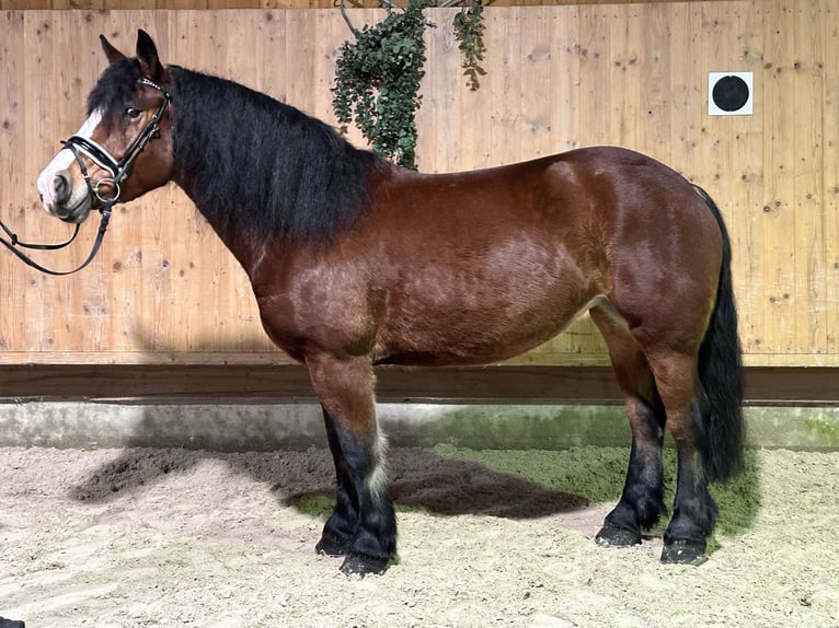 Polacco da Tiro Giumenta 6 Anni 159 cm Baio in Riedlingen