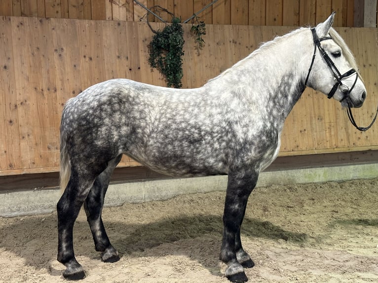 Polacco da Tiro Mix Giumenta 6 Anni 160 cm Grigio pezzato in Riedlingen