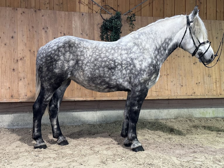 Polacco da Tiro Mix Giumenta 6 Anni 160 cm Grigio pezzato in Riedlingen